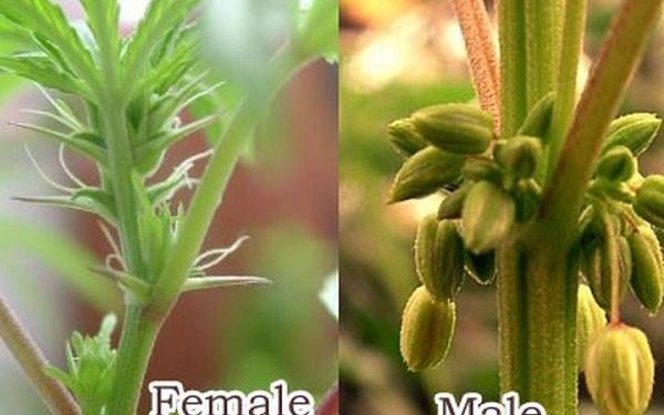 mužské a ženské pohlavie rastliny